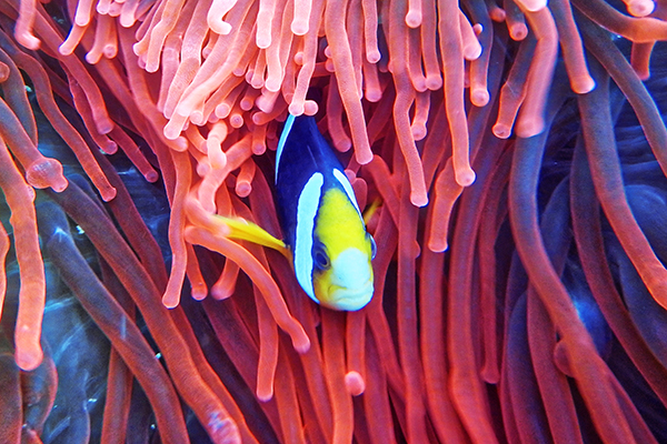 australien tauchen und schnorcheln korallen fisch