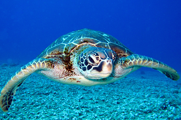 australien tauchen und schnorcheln korallen turtle