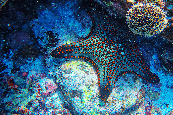 australien tauchen und schnorcheln seestern