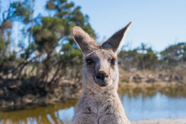 australien work and travel working holiday visum tiere