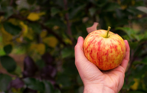 australien work travel fun arbeiten in australien fruit picking jobs