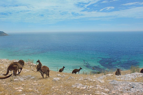 australien work travel fun kosten fuer dein work and travel aktivitaeten und touren