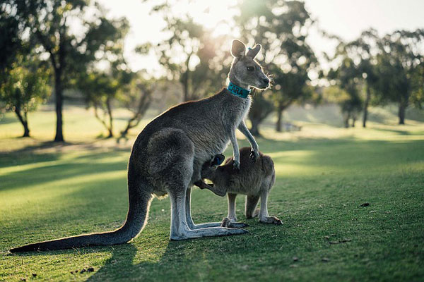 australien work travel fun kosten fuer dein work and travel kanguroo