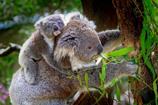 australien work travel fun wwoofing farm koala futtern