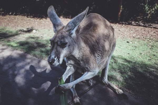 australien work travel fun wwoofing kanguru futtern arbeiten