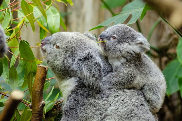 australien work travel fun wwoofing koala