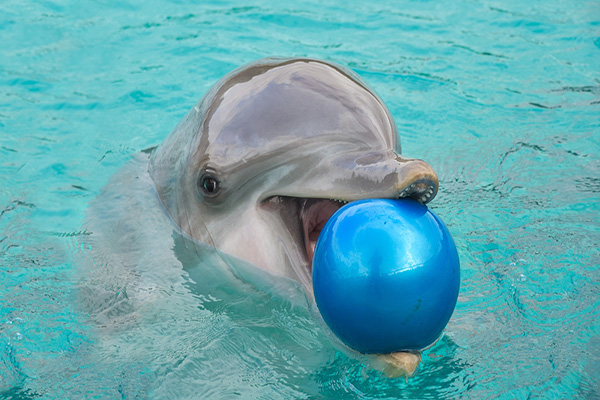delfine in australien ball spielen