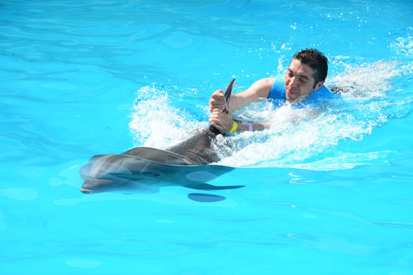 delfine in australien schwimmen