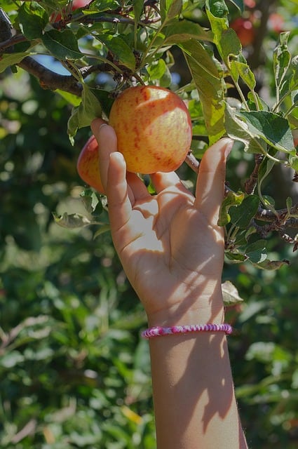 job suchen in australien auf dem land arbeiten apfel