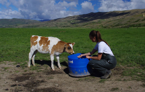 jobsuche in australien auf dem land arbeiten tiere fuettern