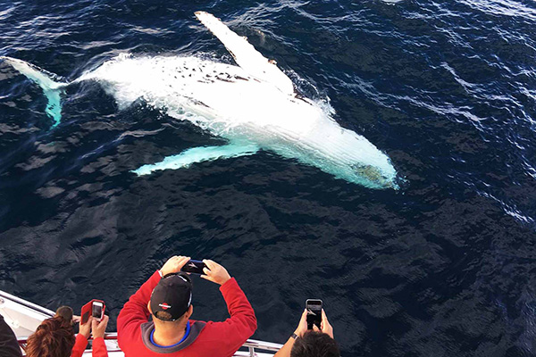 whale watching gold coast 2613448 4002