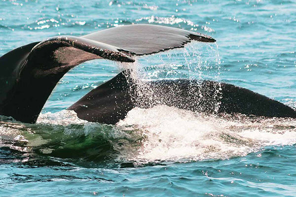 whale watching in australien aufsehen erregend