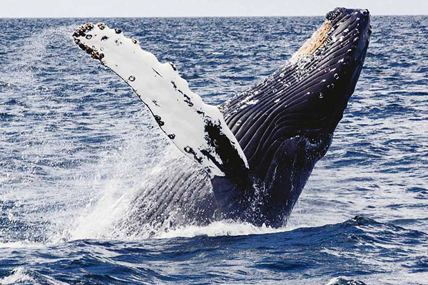 whale watching in australien grossarti