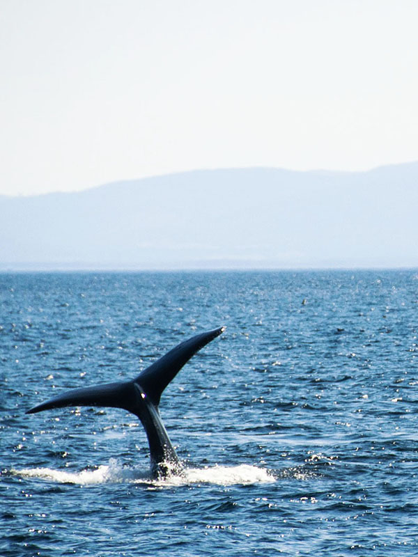 whale watching in australien ocean
