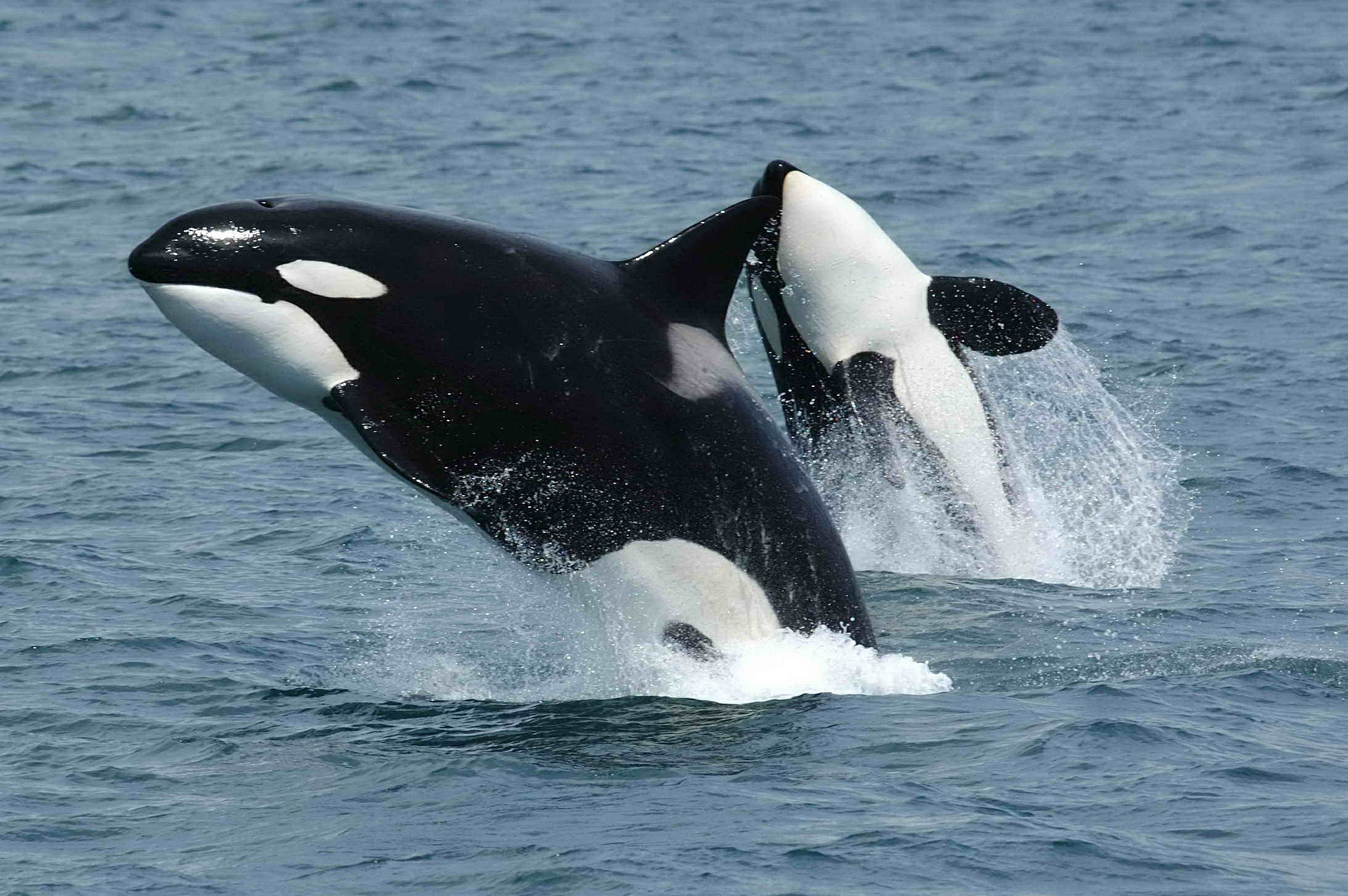 whale watching in australien oceano