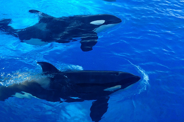whale watching in australien orcas